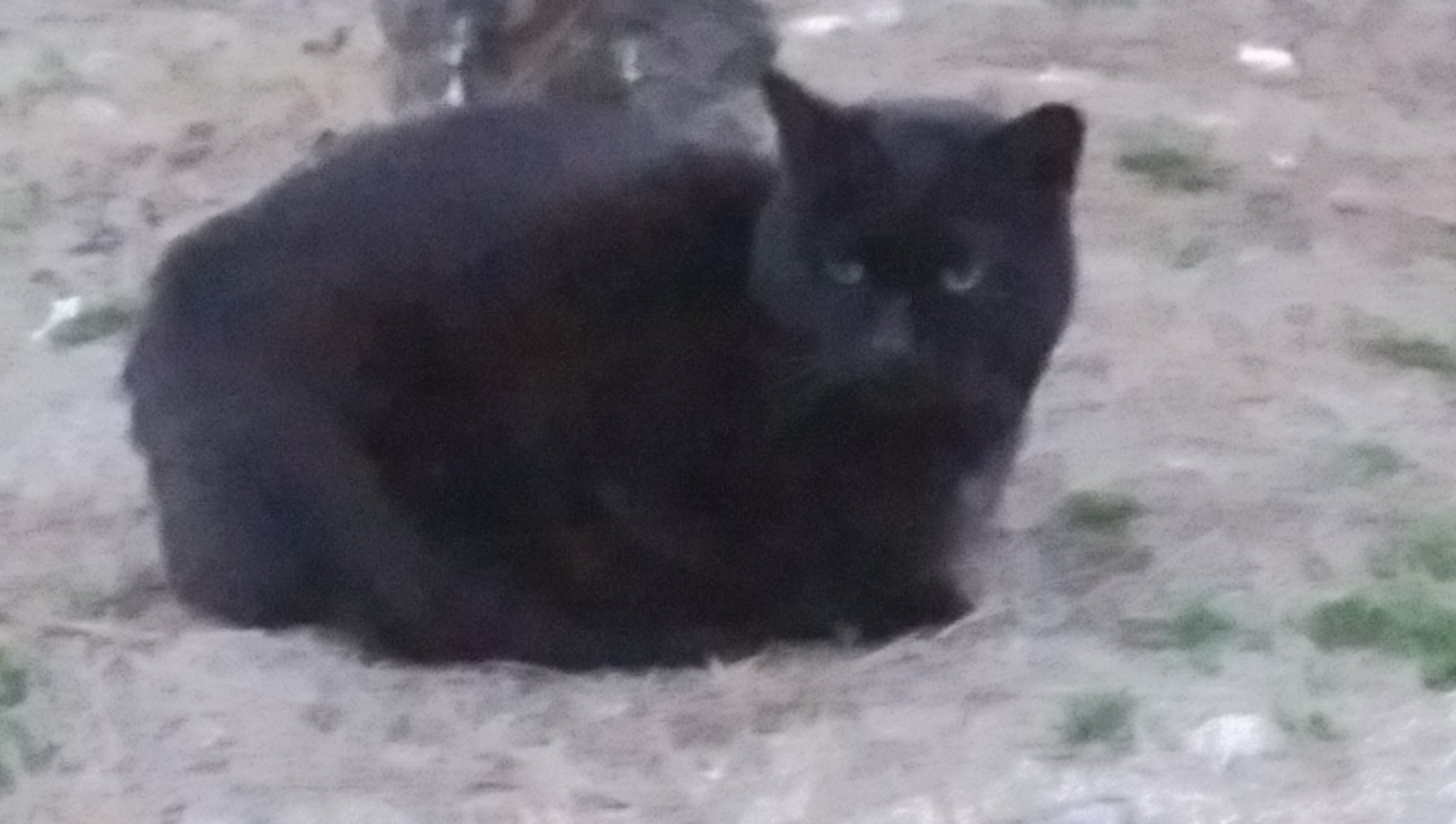 のぶひろ メビ民 凜々しい顔の黒猫さん Fwf ねこ 猫 ねこ画像 猫画像 ねこ好き 猫好き 猫好きさんと繋がりたい T Co P9bjuaagfq Twitter