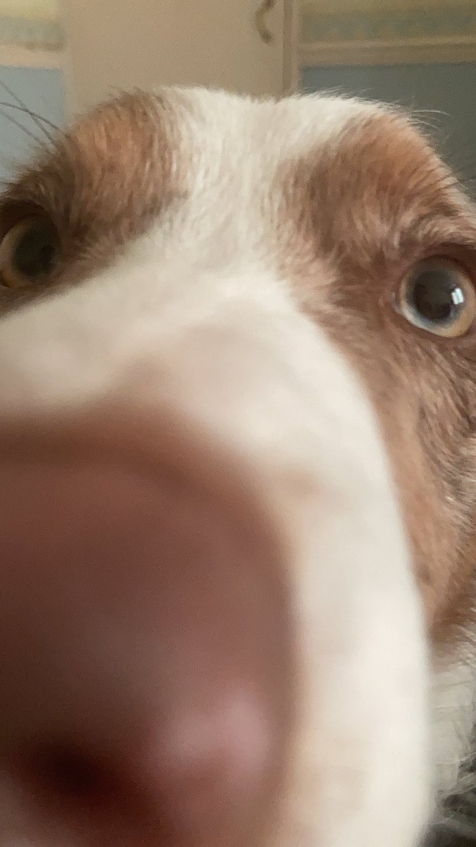 Henlo #boop #boopthesnoot