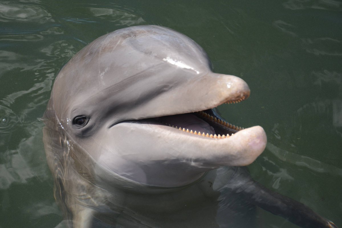Angelif5_'s tweet photo. Researchers have found that dolphins are some of the few animals who can understand seeing their own reflection #39canimals https://t.co/n8O6DKGsSU