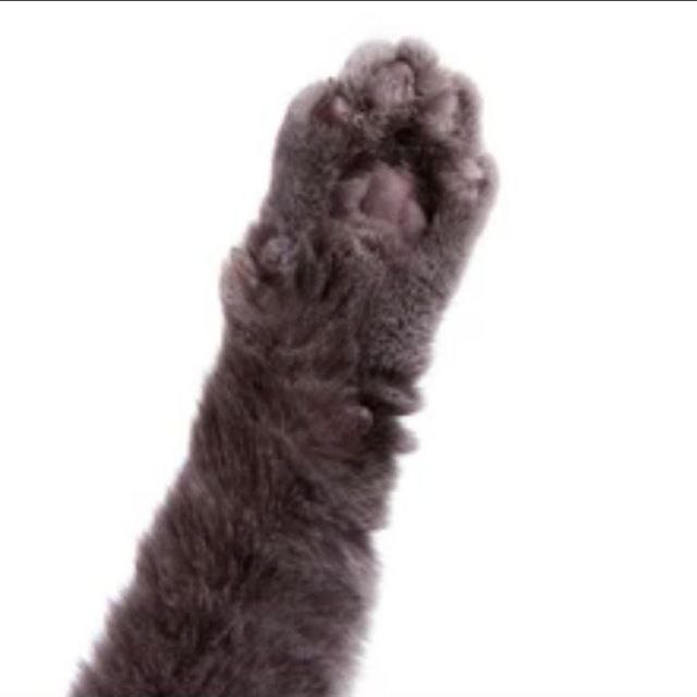 Лапка котика картинка