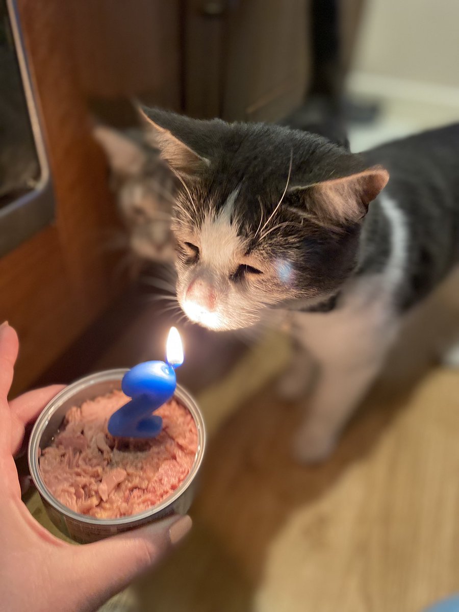 Thank you for all my messages and new followers 😽

My tuna tea was deliciousness 😻
#tunatuesday #CatsOfTwitter #catlovers #Lokiis2 

*no one was burnt from me candle 🕯