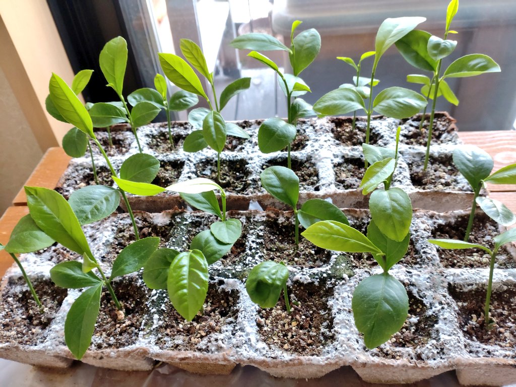 種から栽培チャレンジ Twitter Search Twitter 種から栽培チャレンジ Twitter Search Twitter