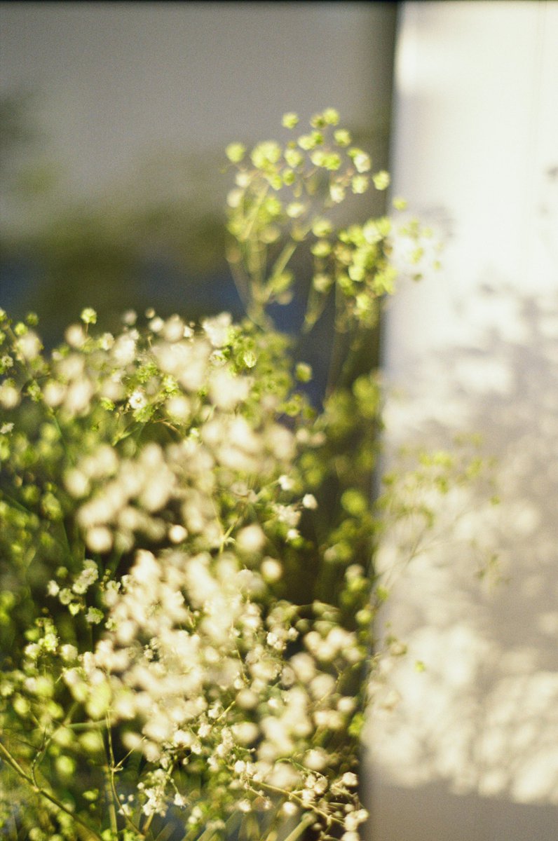 amidriel_'s tweet photo. Happy International Women’s day🤍🌸
_
Shot on Kodak Color plus 200
2021
#filmphotography #35mm #kodakcolor200 #NFTphotographers https://t.co/crcv0pwOzf