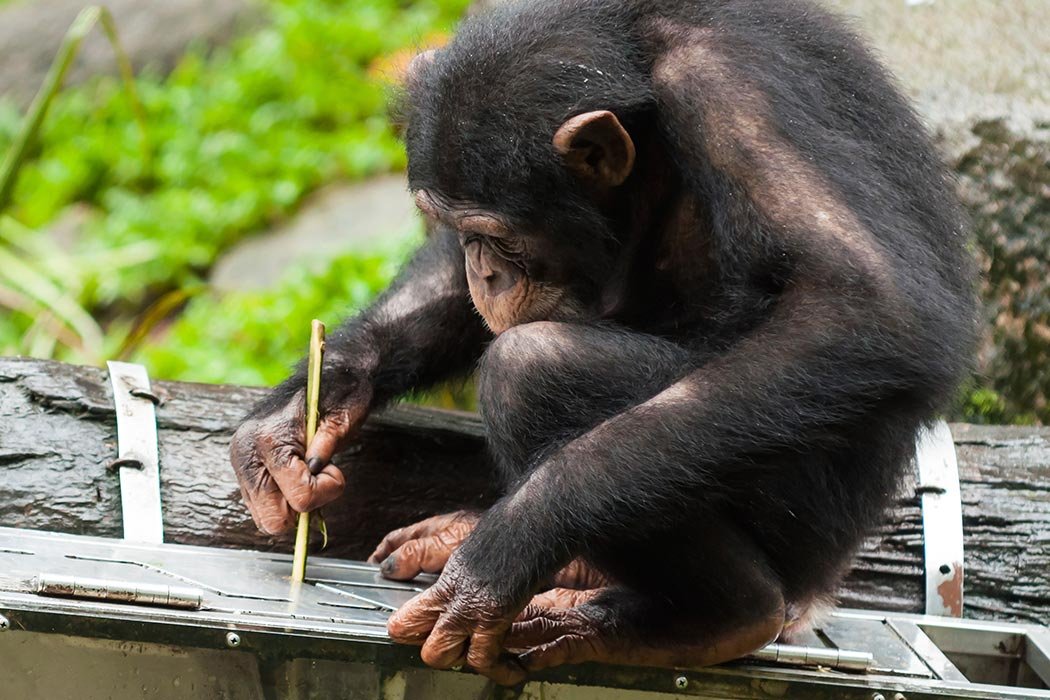 Angelif5_'s tweet photo. Chimpanzees are super effective in their ability to tool use! #WhatIlearnedin39C https://t.co/7dQ7sSF7EQ