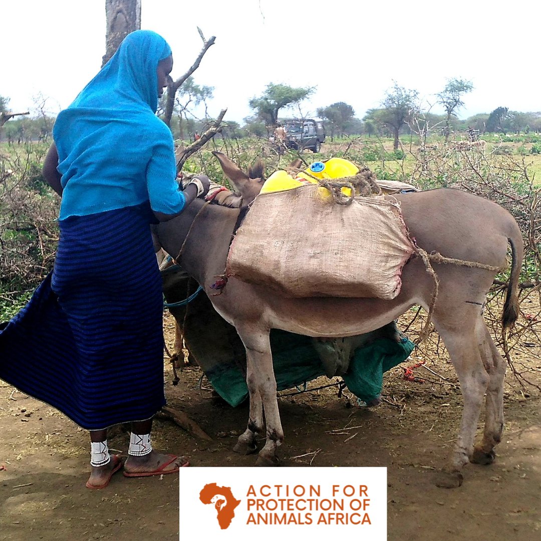 Action for Protection of Animals Africa - APAA on Twitter: Action for Protection of Animals Africa - APAA on Twitter: