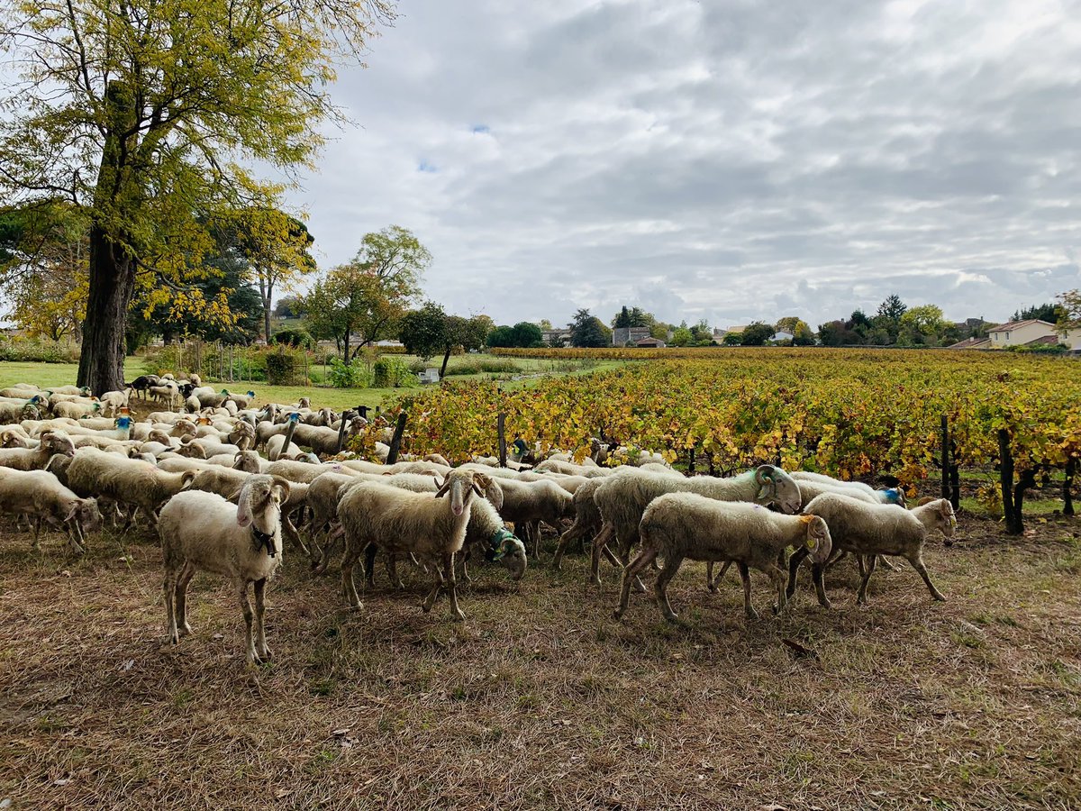 VinsdeBordeaux's tweet photo. 🎋Planter des bambous pour filtrer les eaux usées, éviter 4700 tonnes de CO2 rejeté en valorisant les ceps de vigne, des 🐑 en hiver dans les vignes, et même des exosquelettes pour faciliter le travail des ouvriers.
💚Bordeaux bouge fort pour le développement durable! @Le_Figaro https://t.co/S1JdszI9ci