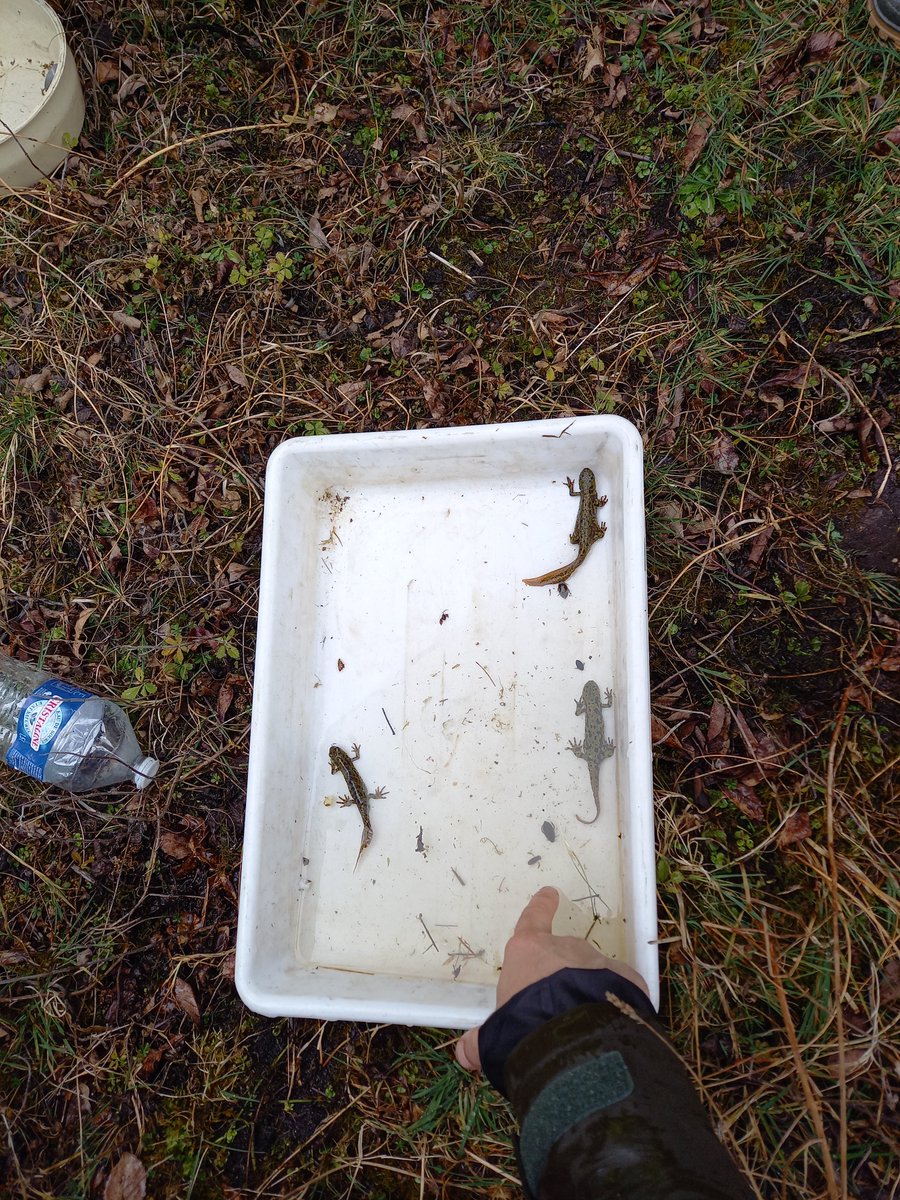 📌[Sur le terrain] L'@biodiversiteBZH et l'ATBVB ont réuni une trentaine de participant·e·s mardi dernier à Guissény pour échanger sur la gestion des plans d'eau et de leur environnement !
Continuités écologiques, restauration, état écologique, protocole nasse...
#biodiversitéBZH