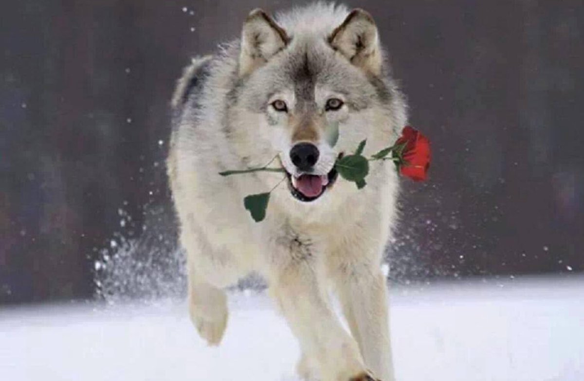 Coastrunner_s's tweet photo. Happy Womans Day 💐Hyvää Naistenpäivää 💐 Glad Kvinnodag 💐 https://t.co/pq53mnVeOr
