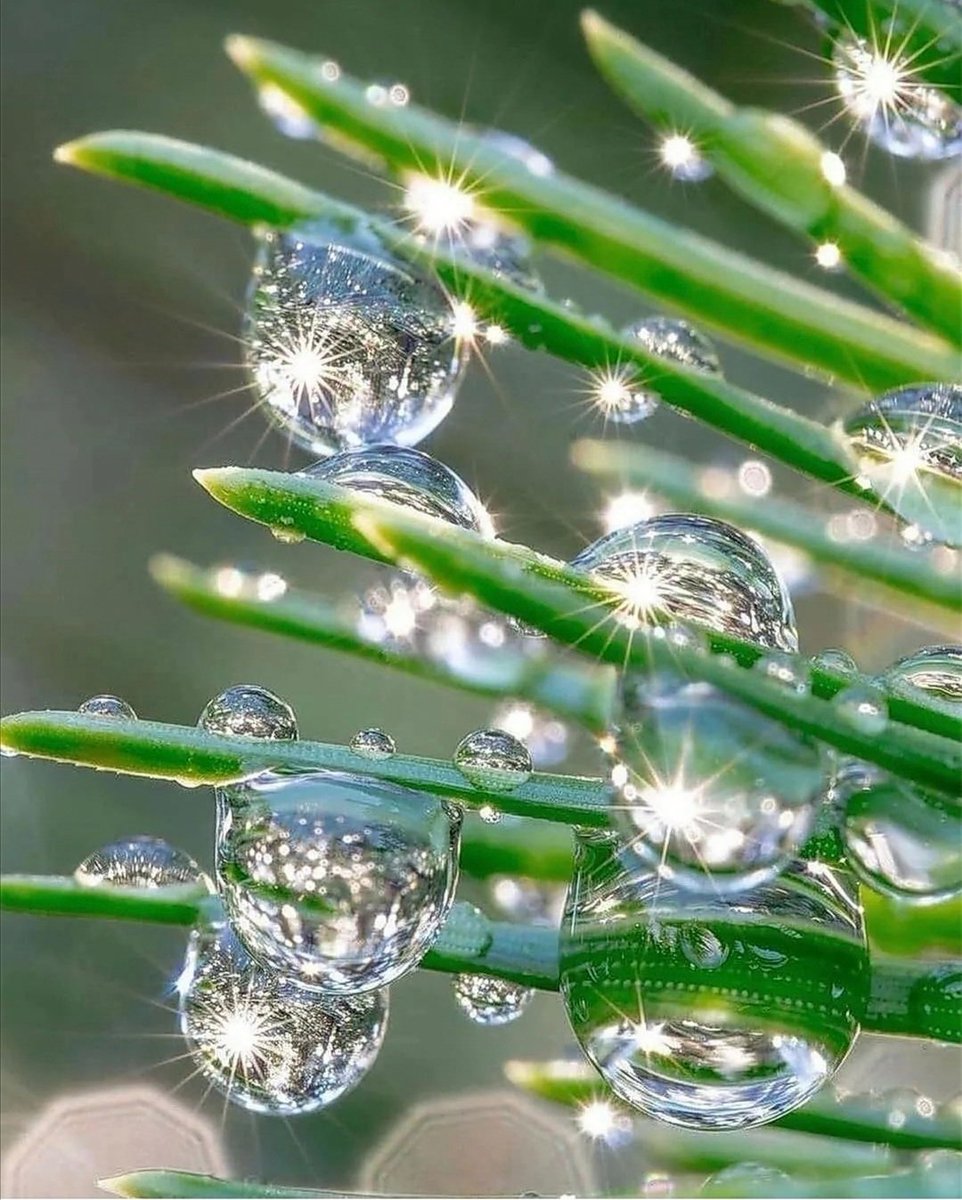 MirkoVasi2's tweet photo. Morning dew 💚🌲🌼🌳🌻 https://t.co/sPkNU3zvRI