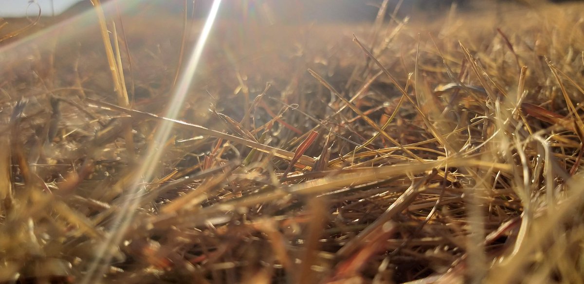 _beholderseyes's tweet photo. Dry grass

#NaturePhotography 
#Nature
#naturelovers 
#Grass https://t.co/rIeug0UcHy