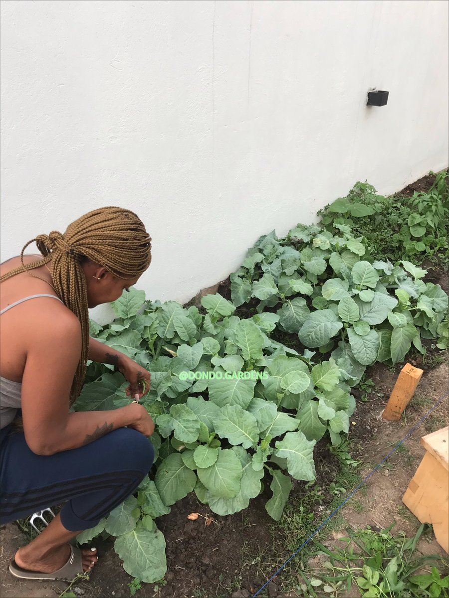 dondo_gardens's tweet photo. We celebrate women all across the globe today as we celebrate #InternationalWomensDay. "For indeed, every girl and every woman has the potential to make this world a better place, and that potential lies in the thinking of higher thoughts". Cheers to the women! https://t.co/t6AD3W2K3E