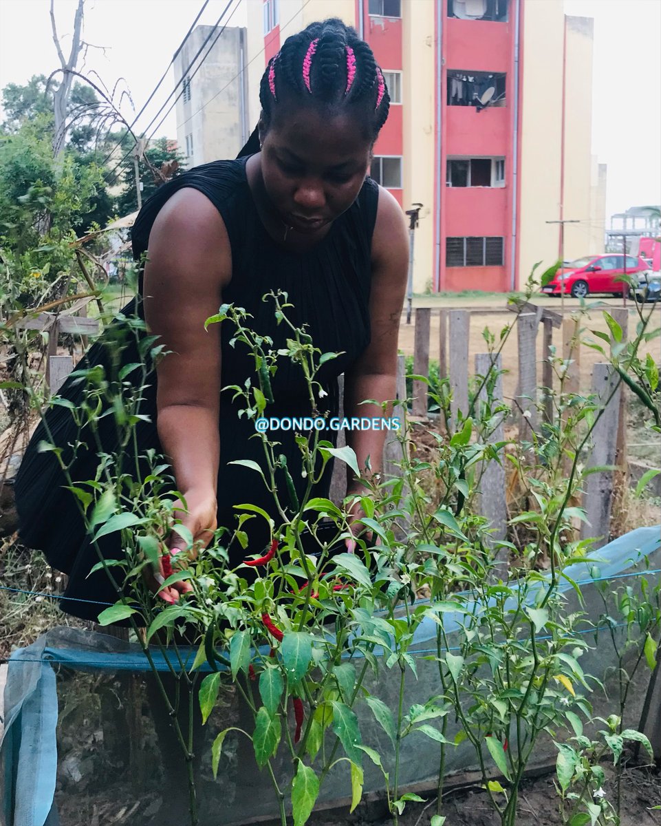 dondo_gardens's tweet photo. We celebrate women all across the globe today as we celebrate #InternationalWomensDay. "For indeed, every girl and every woman has the potential to make this world a better place, and that potential lies in the thinking of higher thoughts". Cheers to the women! https://t.co/t6AD3W2K3E