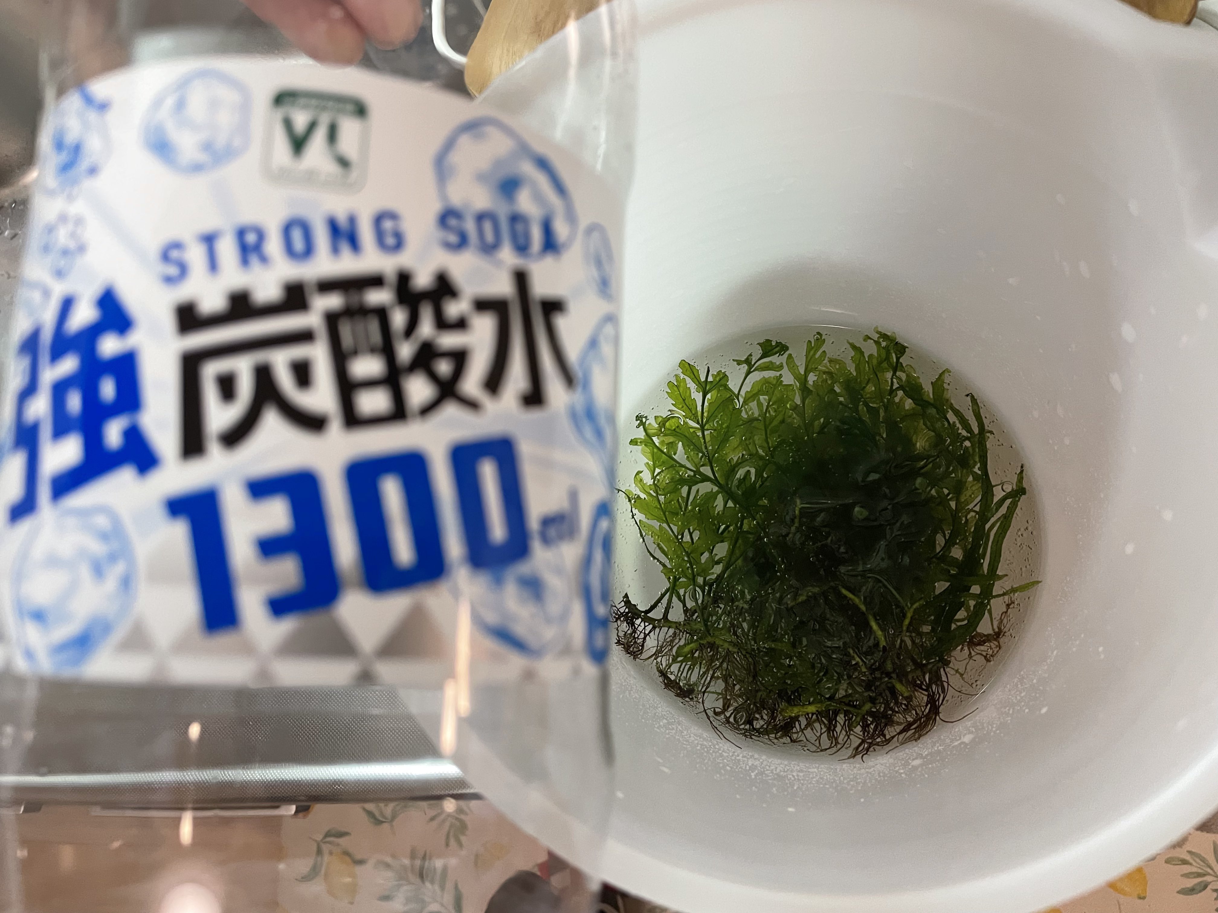 かげろうch Aquarium かげろう流トリートメント いつも炭酸水でスネール対策してます T Co Gaexeqisoa Twitter