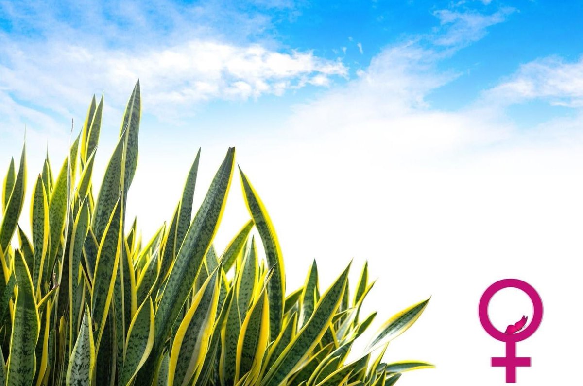 Wat zou de wereld zonder moeders, zusters en dochters zijn?
Nog altijd nemen zij wereldwijd het grootste gedeelte van de informele (mantel)zorg op zich.
ODE aan alle vrouwen!
#internationalevrouwendag