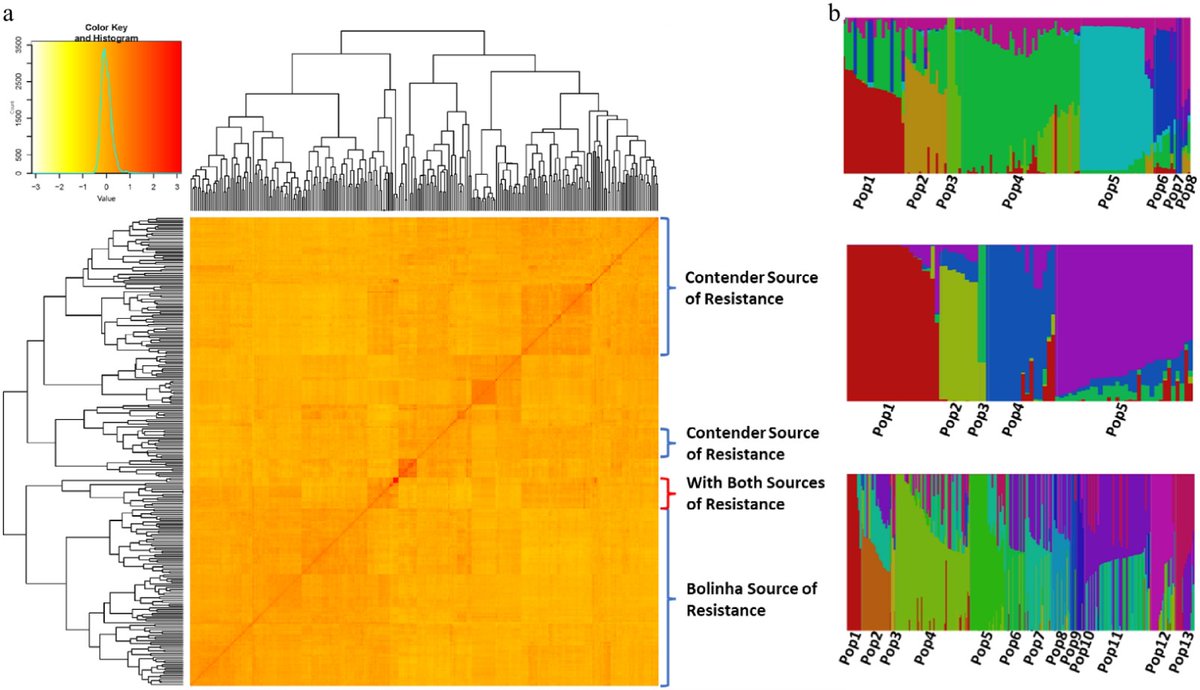 FruitResearch's tweet photo. Feasibility of genomic prediction for brown rot (Monilinia spp.) resistance in peach
https://t.co/9rndqSwgDU
#FruRes #Fruit https://t.co/KfL8P2clWK