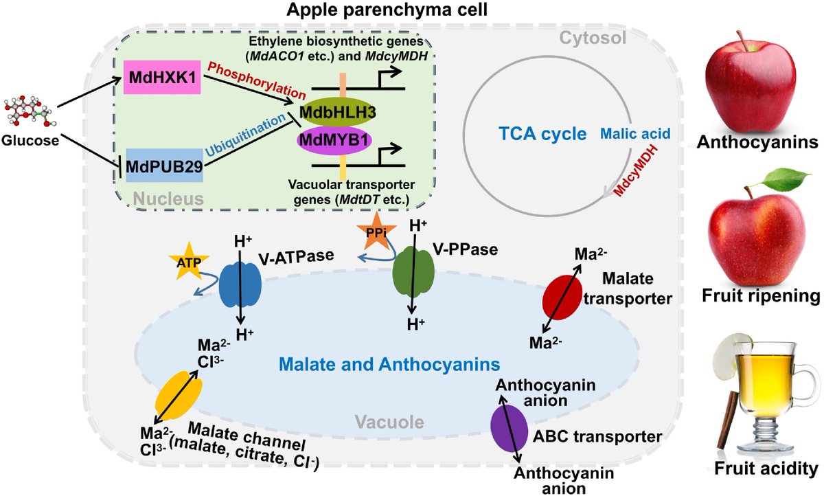 FruitResearch's tweet photo. Deciphering the impact of glucose signaling on fruit quality
https://t.co/SJDGKBclo7
#FruRes #Fruit https://t.co/Oxge8gqxKt