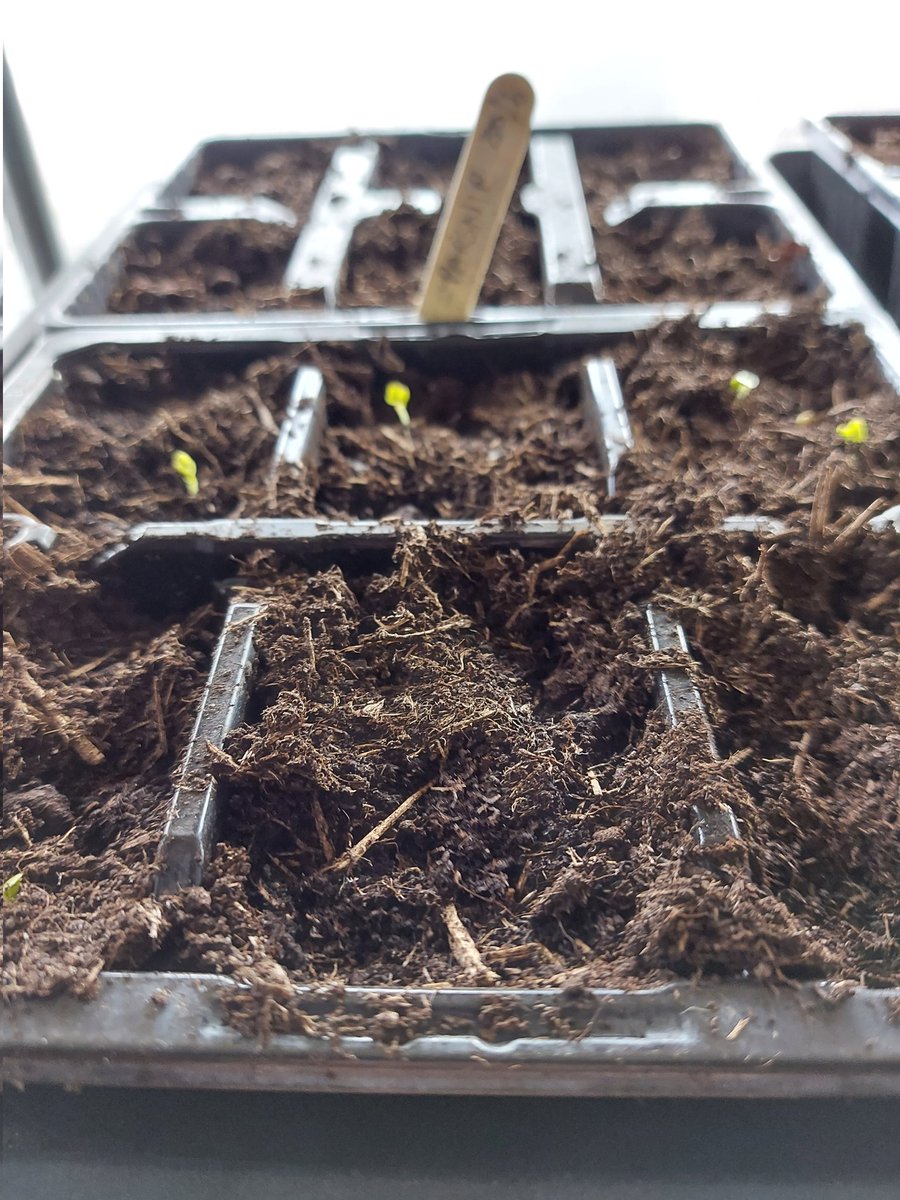ToavesG's tweet photo. Cabbage seedlings through already!

#toaves #cabbageseedlings #growyourown #growingfromseed #seedhouse #2022growingseason https://t.co/xxcClC7gD7