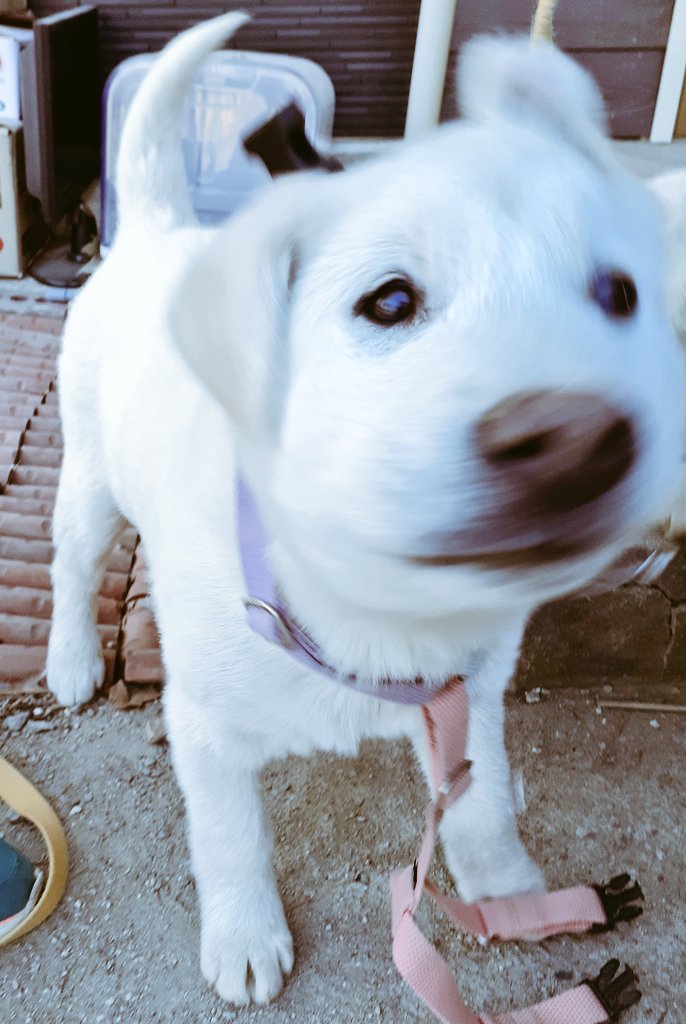 malrang_dog's tweet photo. To the Future https://t.co/6ohKLc4uqs