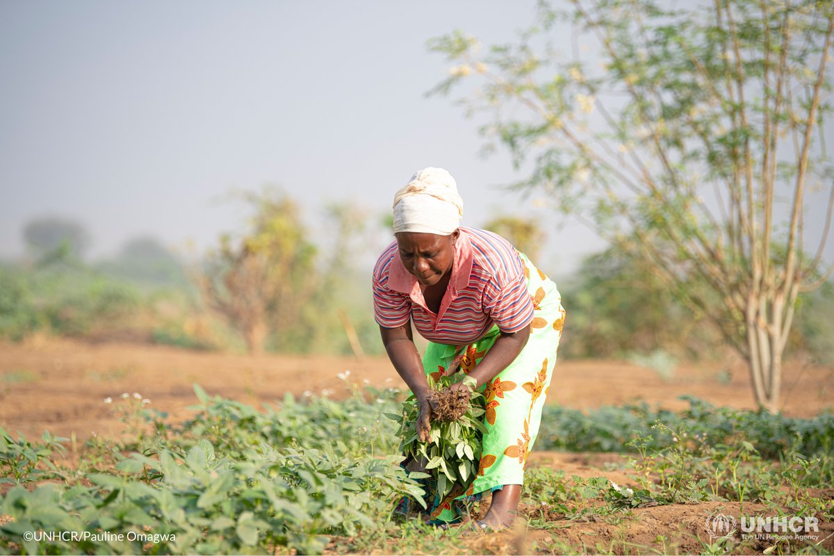 UNHCR_Kenya's tweet photo. "I'm glad I didn't give up on this farm. It has given my family and myself a better life." 

On #IWD2022, we celebrate the resilience of refugee women &amp; girls like Manirakiza who are effective, powerful leaders and change-makers for climate adaptation and mitigation. https://t.co/EW477qkGhW