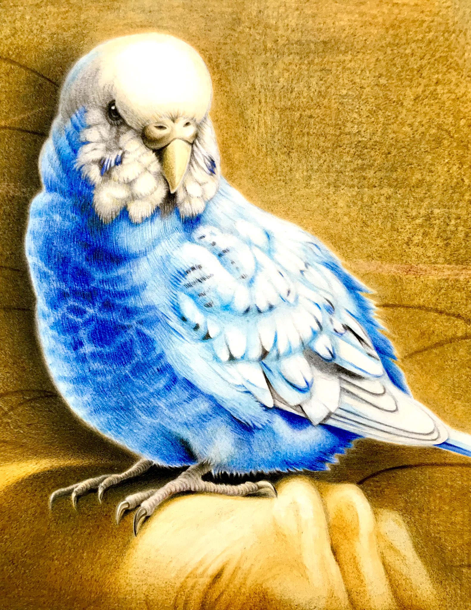 セキセイインコ インコ 鳥 鳥の絵 絵画 原画 色鉛筆画 手描き