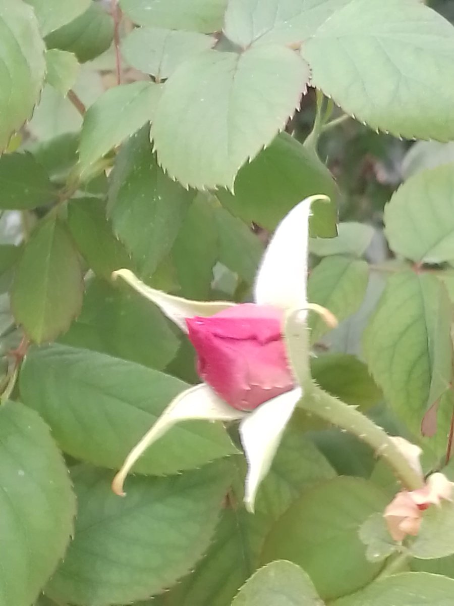 Primera poncella del jardí
Per a totes les dones valentes i dignes que lluiten per la independència, d'elles i del país