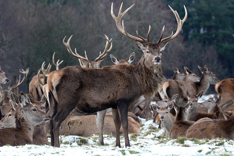 DeerHourly's tweet photo. https://t.co/IJrvieeOvt