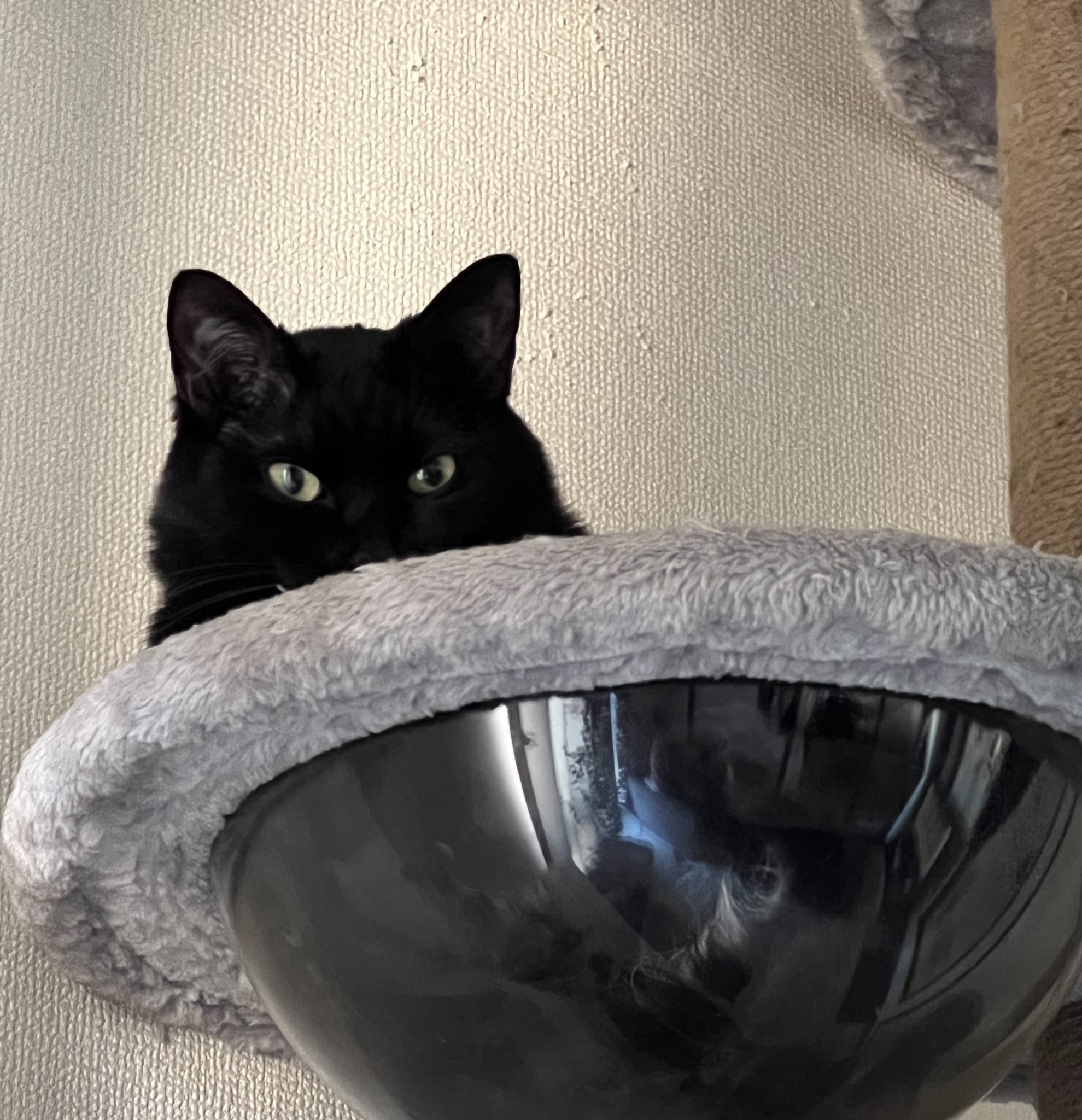 黒猫ぷにゃ Punyapupunya Twitter