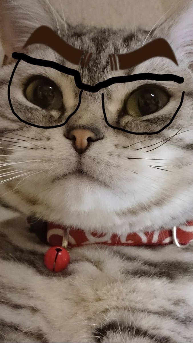 matsu703's tweet photo. @konotarogomame 以前「ニャメレ」を頂いた画像ですが、猫の太郎をどうぞ(^^ゞ https://t.co/Z3cC4BHnAM