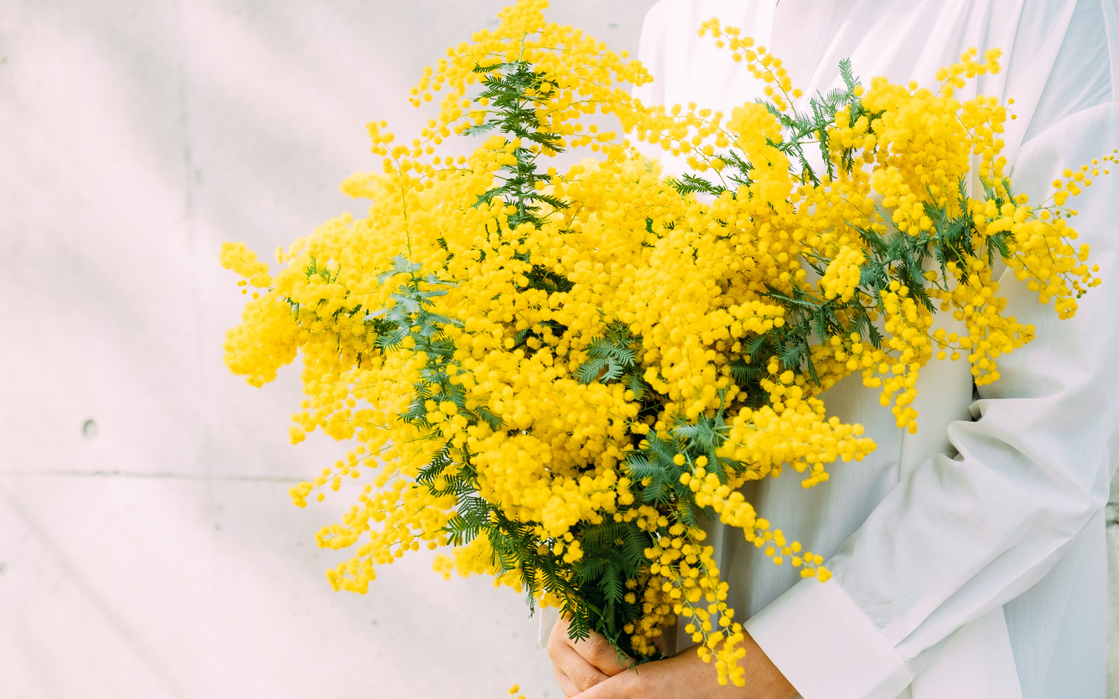 暦生活 こよみせいかつ 10周年 3月8日 旧2月6日 の火曜日 ヨーロッパで春を象徴する花 ミモザ 3月8日は女性の社会参加を願う 国際女性デー で イタリアでは ミモザの日 と呼び 日ごろの感謝や敬意を込め 女性にミモザの花を贈るならわしが