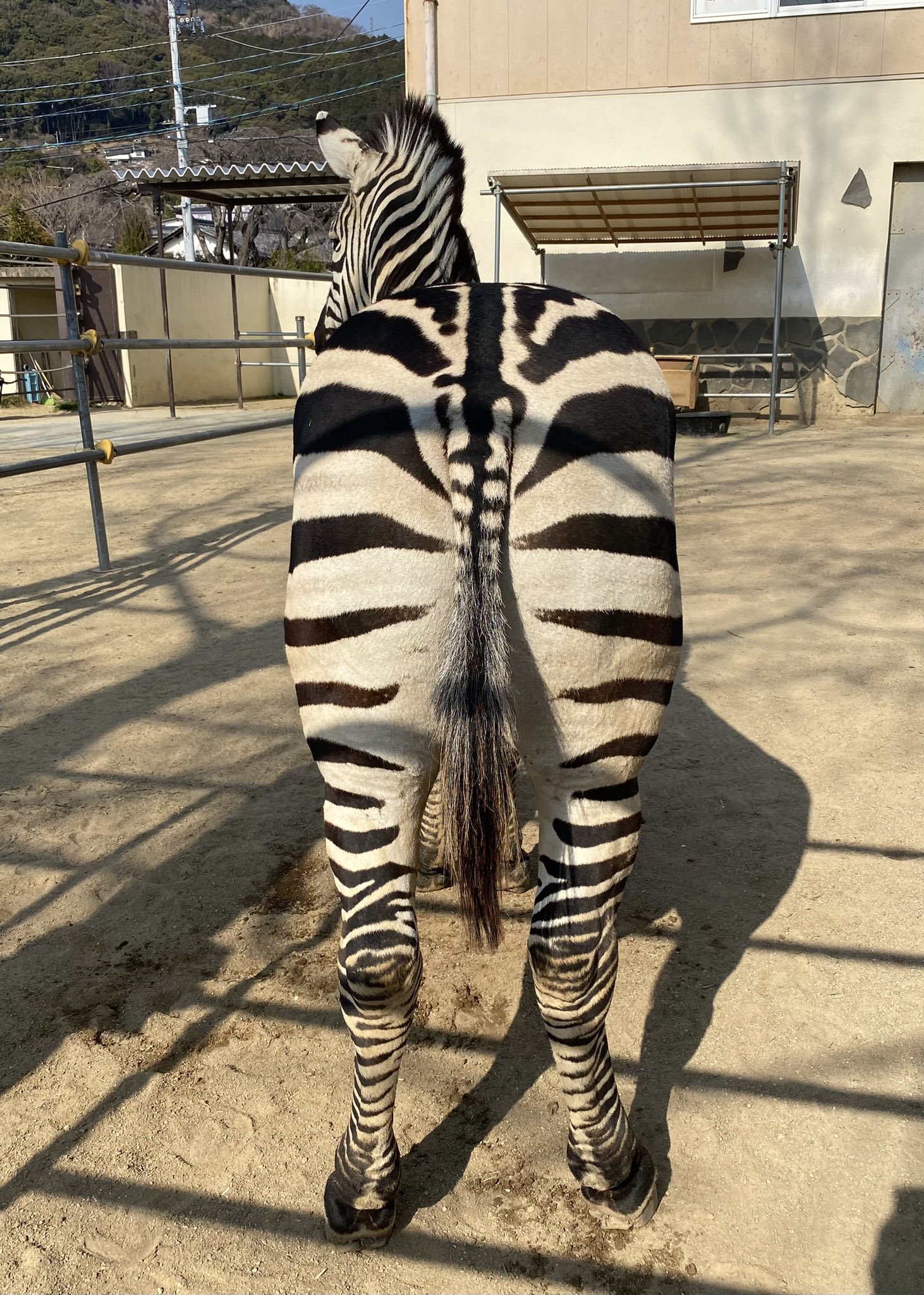 周南市徳山動物園 公式 もっと丸い感じを想像していましたが 四角いんですね おしり 徳山動物園 グラントシマウマ シマウマ 霜 おしり 筋肉 むちっ 四角 T Co 90ol5tvk Twitter