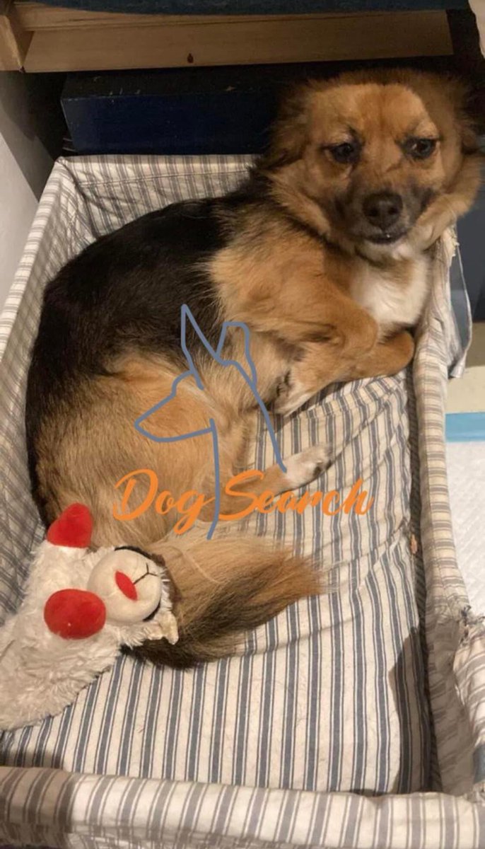 DogsearchNL's tweet photo. Update #knopa #Amsterdam
https://t.co/JM3LjPjicy
@Dogs_Understood 🙏🏼 https://t.co/YPMXVWi0Vn