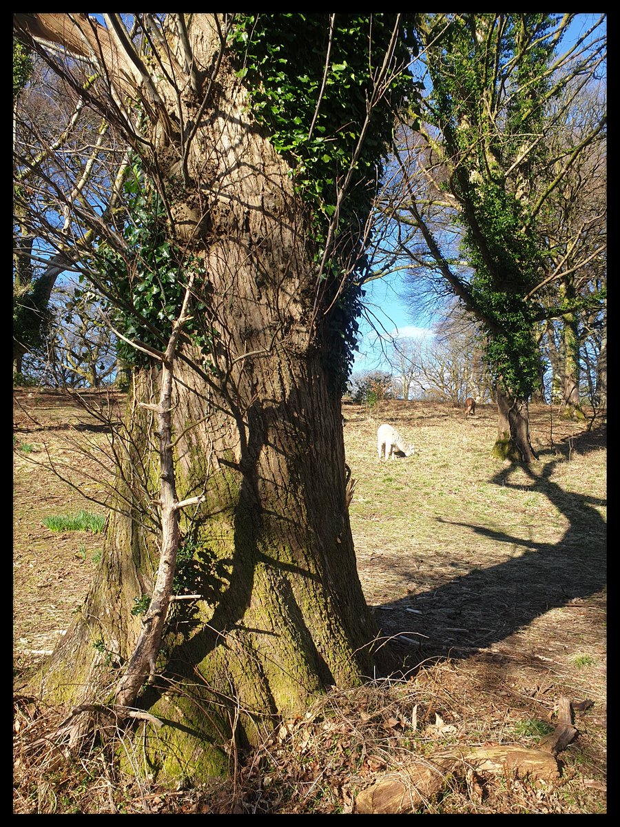 TheCemetress's tweet photo. Happy #thicktrunktuesday Everyone!
π₯°βοΈπ²π¬βπ½π€
Hope you all have a lovely day!
#SunIsShining
#WeatherIsSweet
#LetsMoveOurDancingFeet
#TeamTree https://t.co/NqZ8ybXwsh