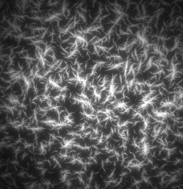 Daisuke Inoue @VRchat: Benthos tweet media