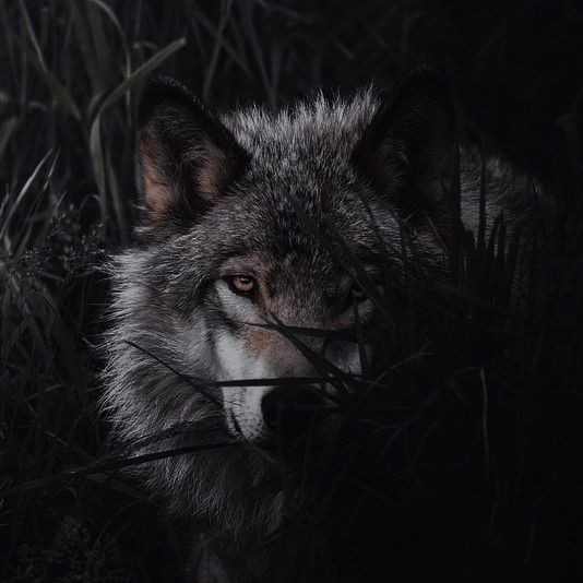 kainoah__'s tweet photo. ͏͏͏͏͏͏͏
                ͏͏͏͏͏͏͏               ͏͏͏͏͏͏͏ ͏͏͏͏͏͏͏
        —🦋𝙺𝚊𝚒𝚗𝚘𝚊𝚑 𝙲𝚑𝚊𝚛𝚕𝚘𝚝𝚝𝚎 
　　　　 𝙲𝚑𝚘𝚒
　「 Shapeshifter, Guardian of
　the Pits of Life, 18 ic; oa mun 」

　　　　　　♡ &amp; ↻ https://t.co/T5myzn8KzL