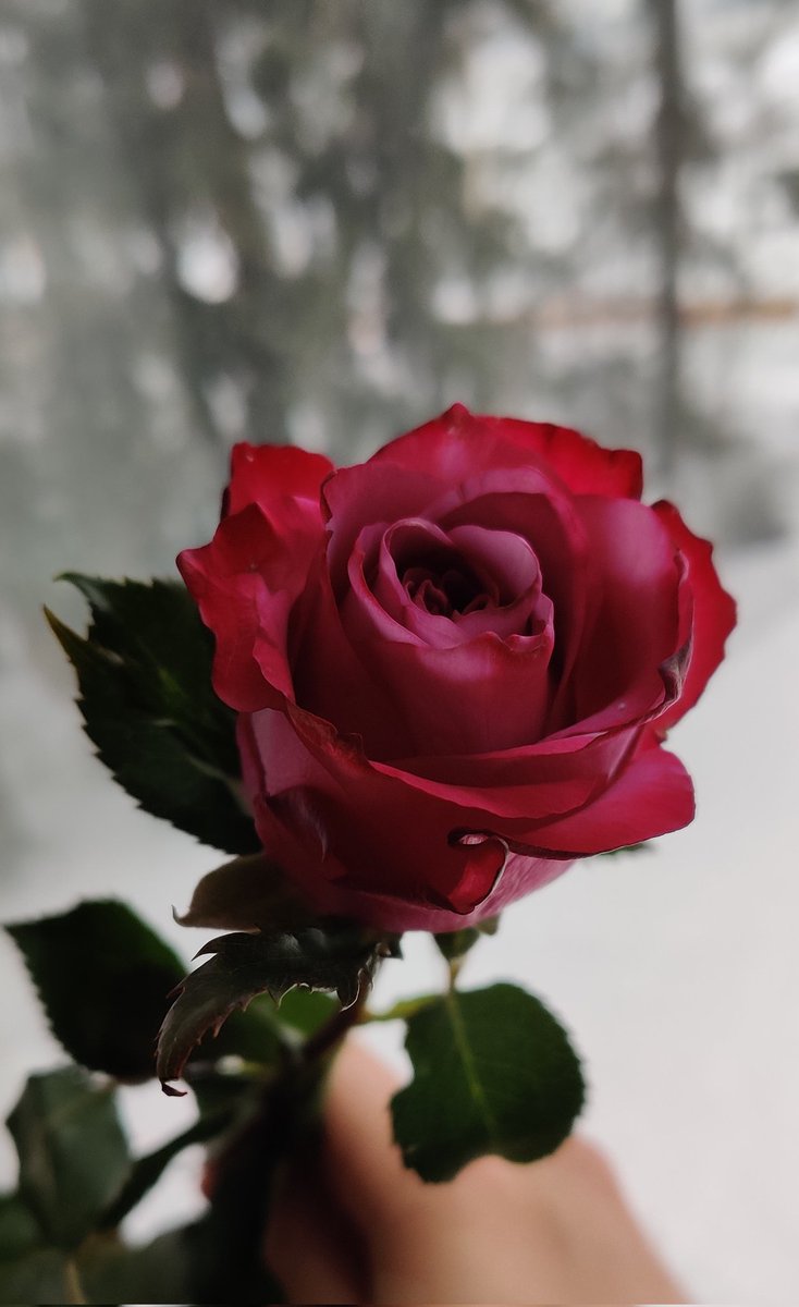 MestariSifu's tweet photo. Happy International Women's Day to all lovely ladies! 
This is important day which we all should remember as well as take action for equality.
#WomensDay https://t.co/ZwrUT6WPh3