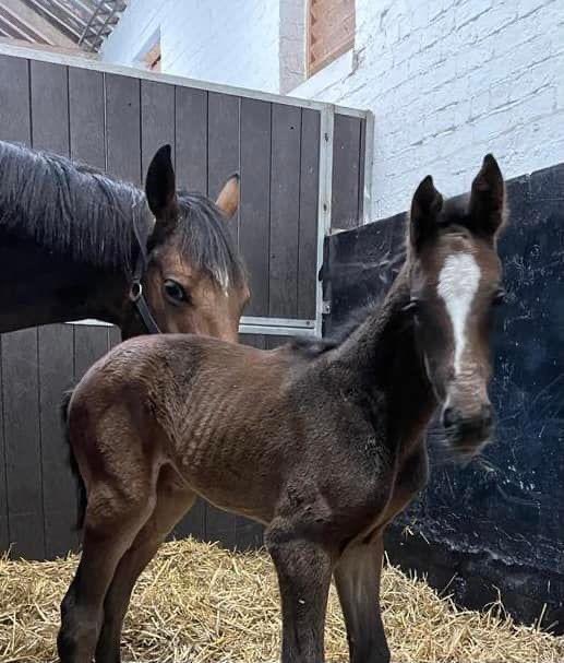 More foaling news…Tommy Dowson & Ross Chapman are delighted with their stunning Getaway filly born @YortonFarm last night. Their new mare has done a lovely job and is due to visit Gentlewave. Breeding the next generation of jumpers! #FoalWatch