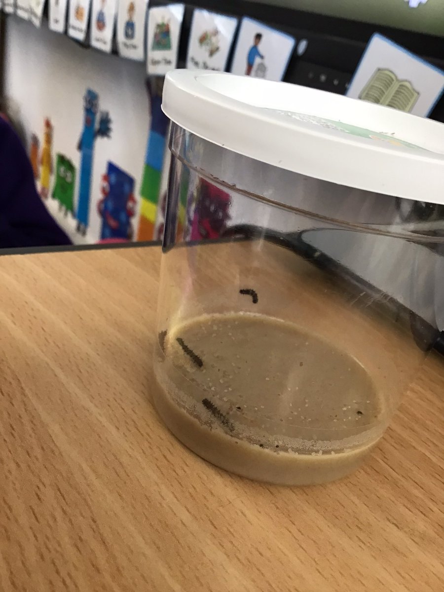 OffasMeadAc's tweet photo. #DRAGONCLASS We have had a very special delivery his morning!! Our class caterpillars have arrived!🐛 We are very excited to watch them grow and change into butterflies 🦋 
Thank you @insectlore #lifecycle #caterpillars #butterflies #classpet https://t.co/Y3eErKAfAh