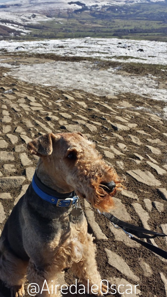 8th March 2016 aged 8
We were on holiday in the Peak District &amp; visited Man Tor. Oscar 'owned' the monument 🤣
#Airedale #AiredaleTerrier #HandsomeBeast #InRemembrance #DogsOfTwitter