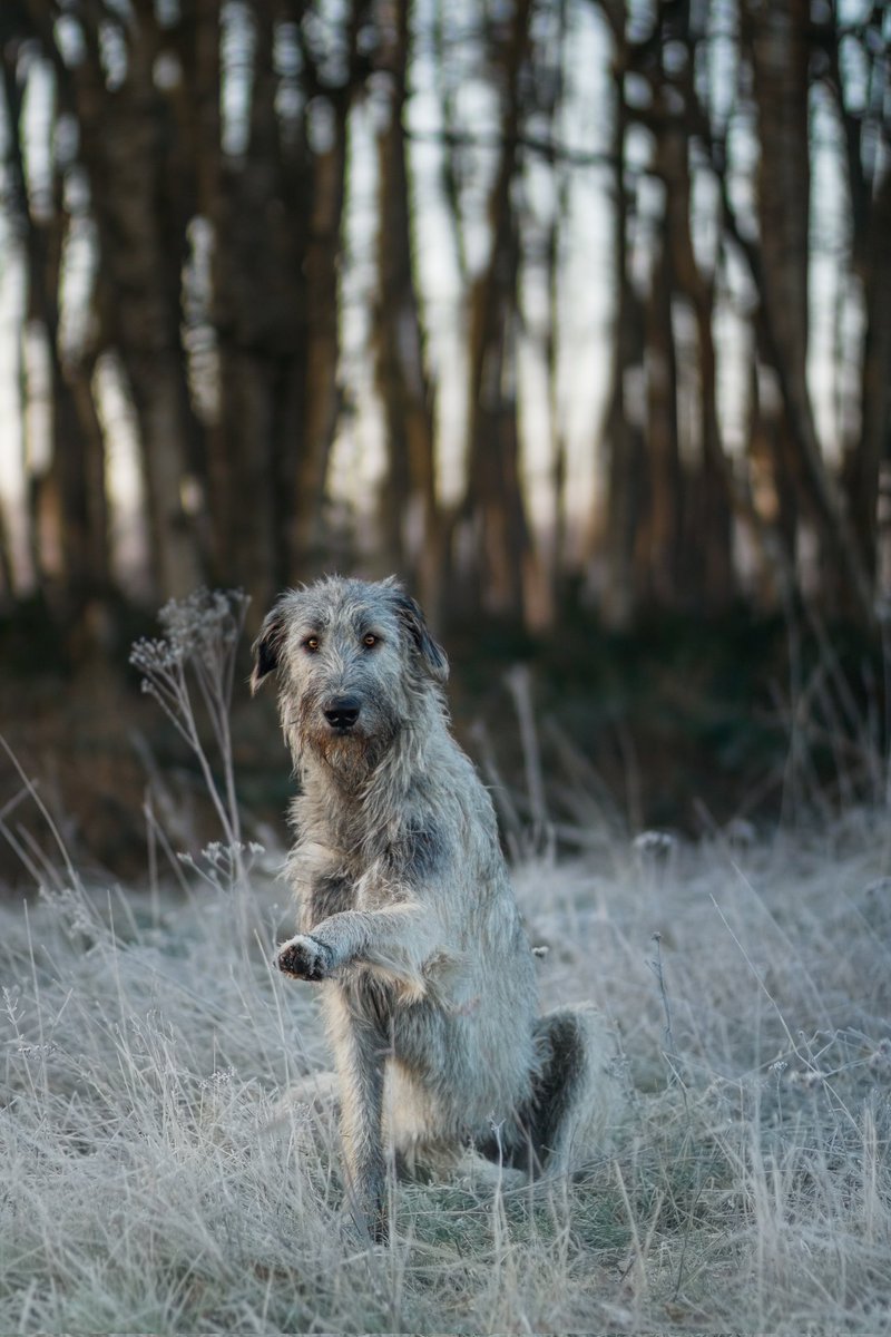 Trevor just wanted to swing by, say hi and remind you how cute he is 🥰

#dog #dogtricks #dogphotography #twitter #frozenmorning #cute
