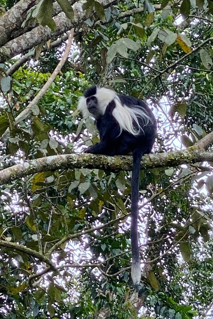 Newhorizonrw's tweet photo. #ColobusMonkeys form a unique supergroup in Nyungwe and are easily recognizable with their black and white coloring and long hair , a dream for wildlife photographers. #ExploreNyungwe #Primates #Jungle #NaturePhotography #BigForest
https://t.co/5WeJk65Ayn https://t.co/I9RIvoL0Z6