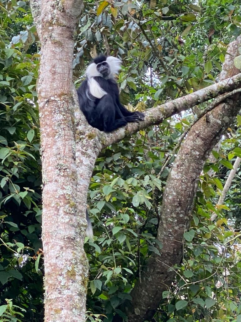 Newhorizonrw's tweet photo. #ColobusMonkeys form a unique supergroup in Nyungwe and are easily recognizable with their black and white coloring and long hair , a dream for wildlife photographers. #ExploreNyungwe #Primates #Jungle #NaturePhotography #BigForest
https://t.co/5WeJk65Ayn https://t.co/I9RIvoL0Z6