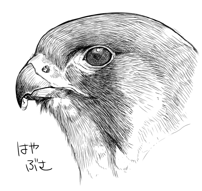 れんしゅう
はやぶさ

昨日のちょうげんぼうと比べてみたくて
やっぱはやぶさのほうが 強そう 