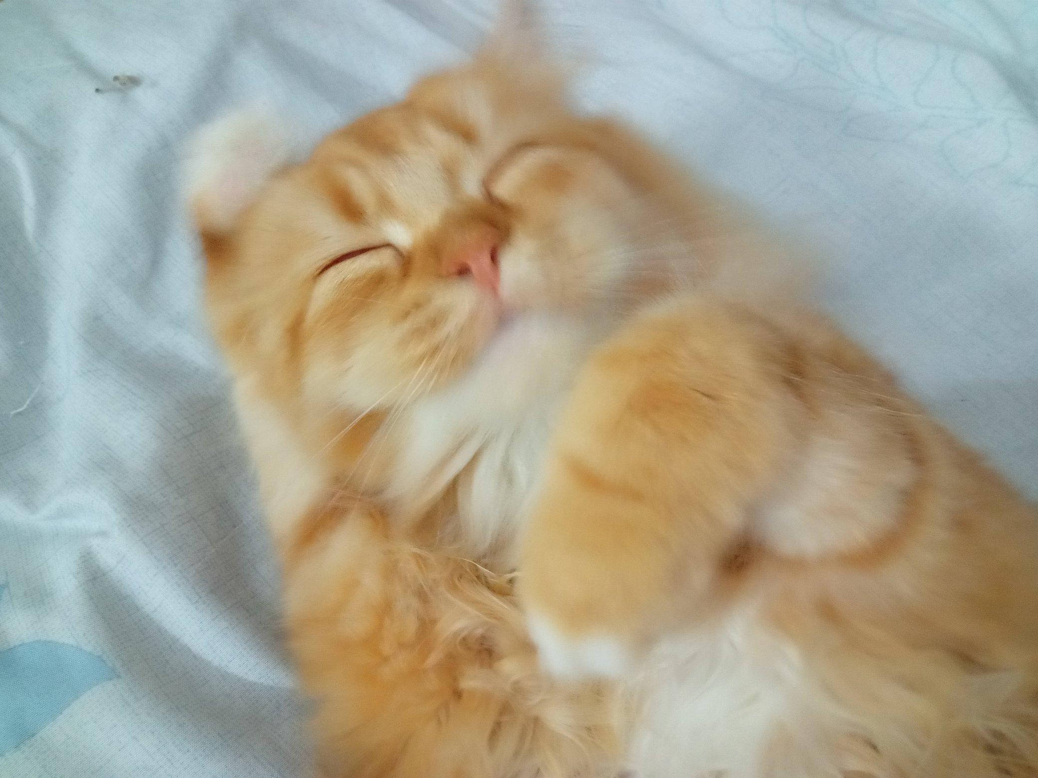 猫の笑顔 Twitter Search Twitter