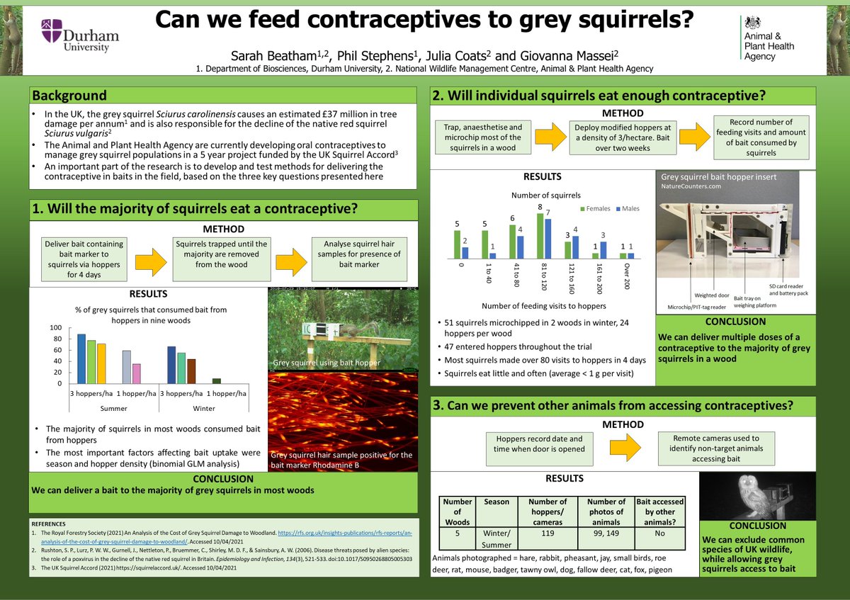 SquirrelAccord's tweet image. Can we feed contraceptives to grey squirrels to protect #redsquirrels and #treehealth? Sarah Beatham&apos;s poster looks @APHAgovuk team&apos;s work to answer this question through the grey squirrel #fertilitycontrol #research funded by UK Squirrel Accord &amp;amp; supporters. #trees #conservation
