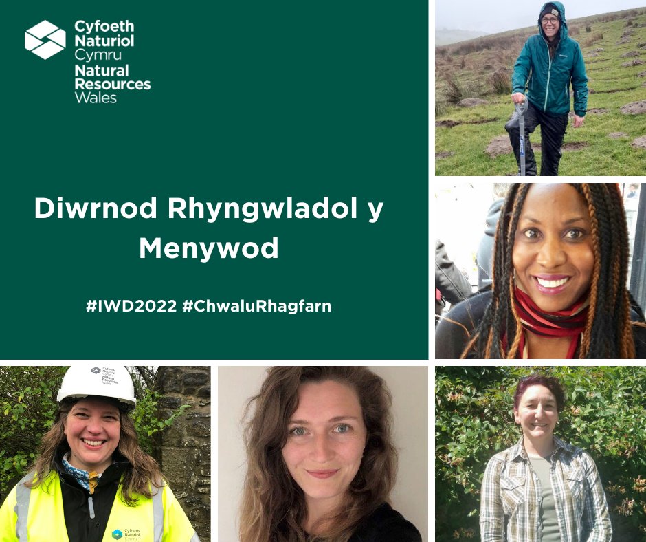 NatResWales's tweet photo. ♀️ I ddathlu #DiwrnodRhyngwladolMenywod rydym wedi gofyn i rai o’n staff benywaidd gwych ar draws #TîmCyfoeth rannu pam eu bod yn falch o gefnogi Diwrnod Rhyngwladol y Menywod

Dilynwch eu straeon yma ac ar Facebook @ NatResWales #ChwaluRhagfarn https://t.co/z0AwYb7Blb
