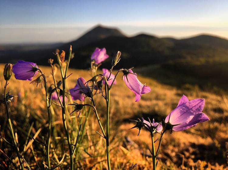 RelaisdesPuys's tweet photo. ✔️Vous souhaitez partir en #Auvergne et découvrir le département du #PuydeDôme ? Voici une liste de 15 lieux incontournables à voir au pays des #volcans ! 😉
🖥 https://t.co/PRvUvuGuzh https://t.co/ye3bY5DyoP