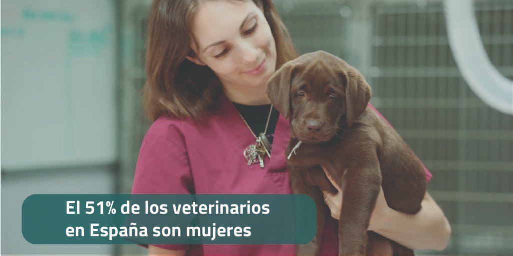 ocvespana's tweet photo. El presente y futuro de la veterinaria👩‍⚕️ se escribe con nombre de mujer. La feminización de la profesión comenzó en los años 80, cuando comenzaron los estudios universitarios muchas mujeres, y hoy suponen el 76% de los alumnos😉#DíaInternacionalDeLaMujer #OCV #8M2022 https://t.co/61jfuvE5mB