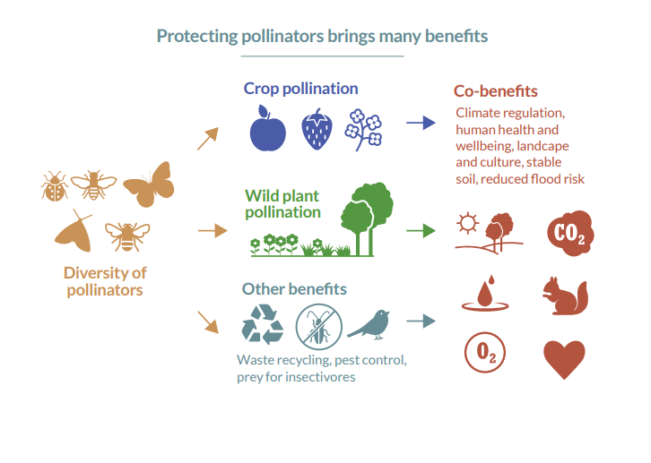 PollinatorPlan's tweet image. ON BIODIVERSITY VISIBILITY use @PollinatorPlan simple, entry-level, evidence-based biodiversity actions as part of your Sustainability Strategy &amp;amp; publish on ‘Actions for Pollinators’ data mapping portal. pollinators.ie/businesses/faq…

#thebusinessofbees #cropsecurity #climatechange