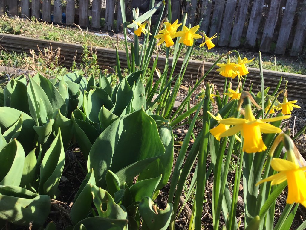 RedbridgePS's tweet photo. Spring time is always fun at Redbridge primary,we look forward to nurturing our kids and our scenery. https://t.co/B40d3YXclB
