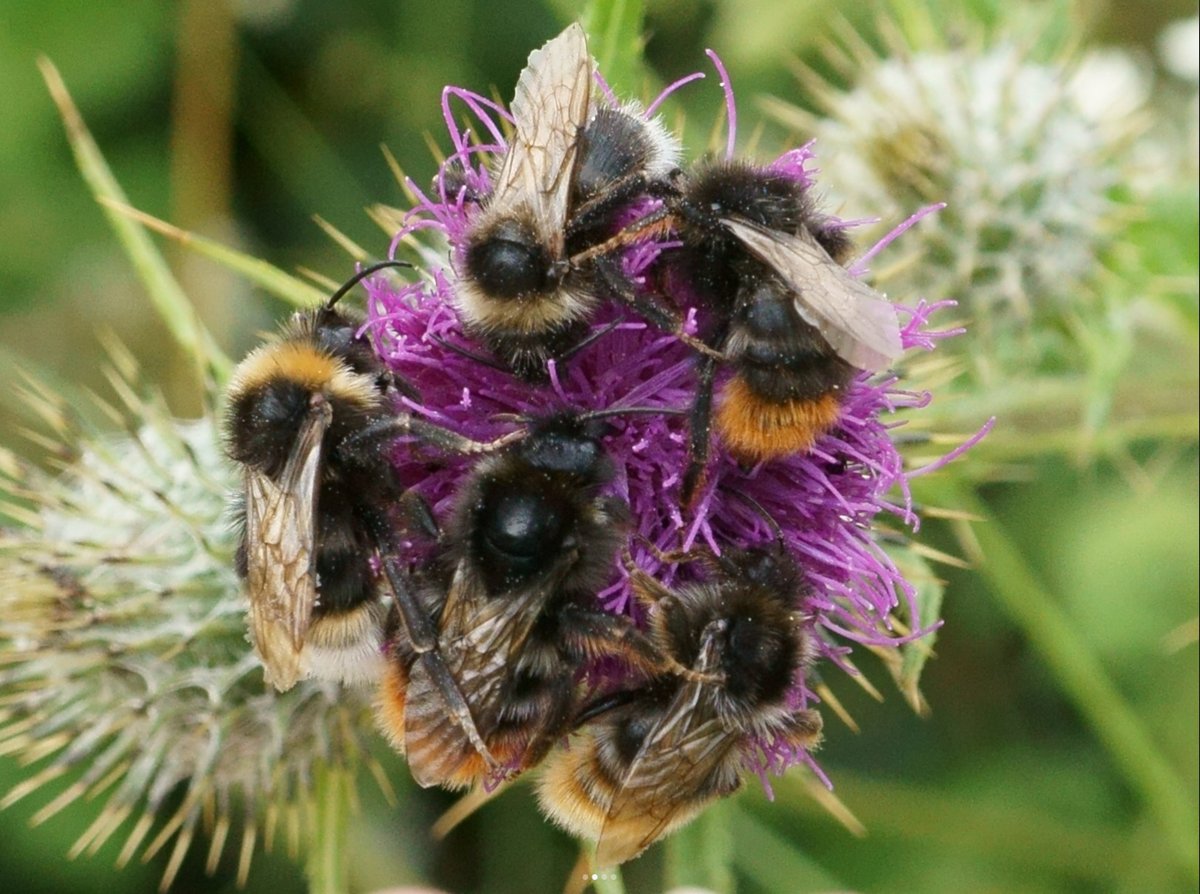 New research finds weed species like ragwort and thistles can support a greater volume and variety of pollinators than many flowers recommended for pollinators like red clover and wild marjoram. <a href="/SussexUniPress/">Sussex Uni News</a> <a href="/LasiBee/">LASI</a> <a href="/JAppliedEcology/">Journal of Applied Ecology</a>

britishecologicalsociety.org/research-demon…